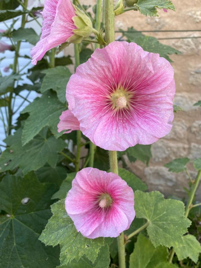 Maison Althea Rosea - 3 Chambres Et Piscine Nieulle-sur-Seudre Dış mekan fotoğraf